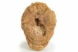 Triassic Fossil Phytosaur Vertebra Centrum - Texas #315769-2